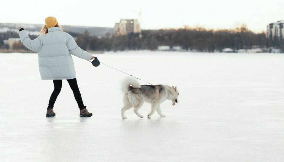 Husk at det er lurt å ha hunden i bånd hvis du går på isen.