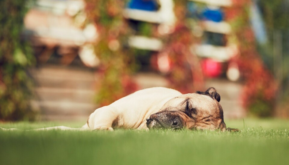Pass på hunden din når den er ute i hagen. Det kan være farer som du ikke tenker over.