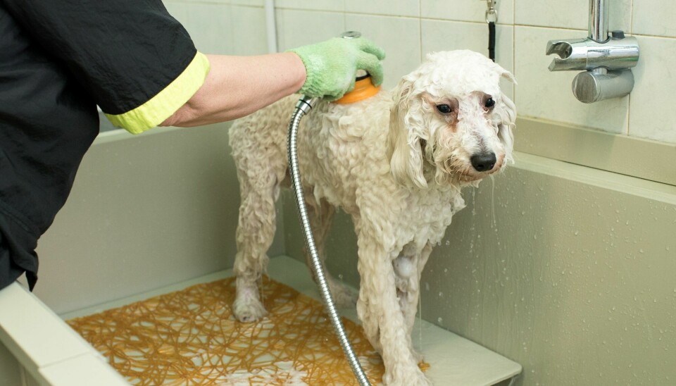 Hvor ofte skal du vaske hunden din? Og skal du bruke shampoo og balsam?