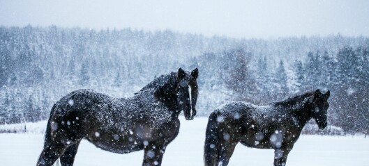 Ta vare på hesten din i vinter. Her noen gode råd
