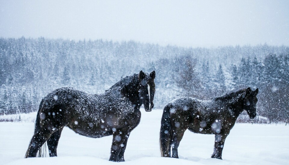 Ta vare på hesten din i vinter ved å følge våre råd.