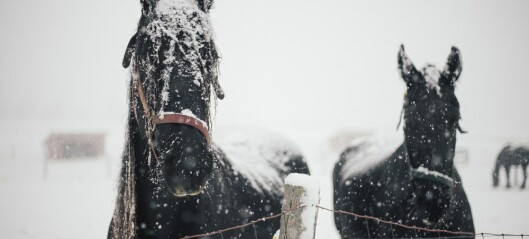 Hest på utegang om vinteren krever god tilrettelegging