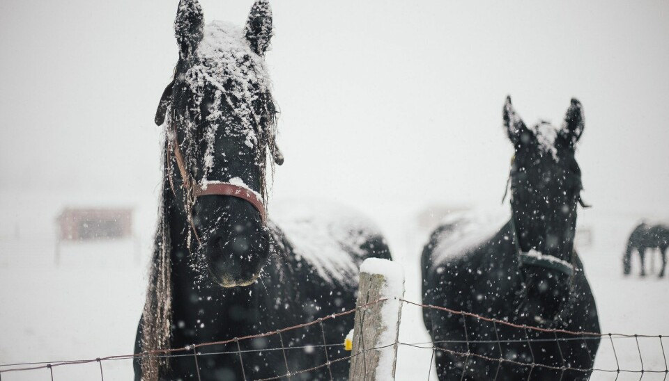 Det krever mye tilrettelegging hvis du har hesten din på utegang om vinteren, blant annet at hestenb kan gå under tak.