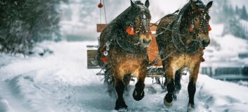 Vinterens farer for hesten: her er noen råd