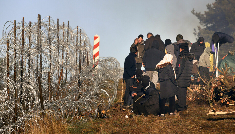 Migranter samles ved piggtrådgjerdet på grensen mellom Hviterussland og Polen. Flere hundre mennesker forsøkte å storme grensen mandag ved å kutte piggtråden og klatre over ved å dekke den med greiner og kvister. Foto: Leonid Shcheglov/BelTA via AP/NTB