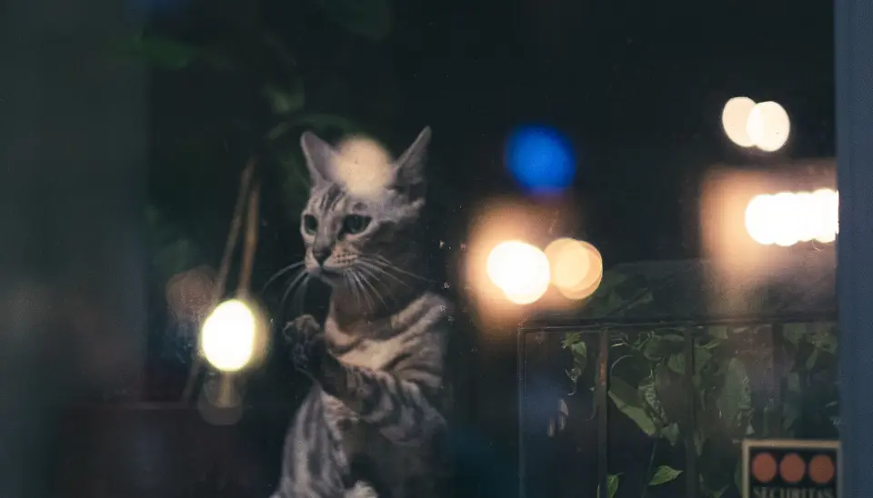 Nye bilder fra vår gatefotograf Tonje