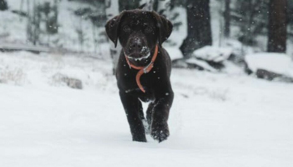 Passe på hundens poter i vinter. (Foto: Agria)