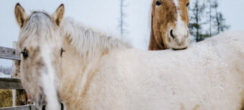 Få en trygg og god vinter med hesten din. Her får du noen gode råd