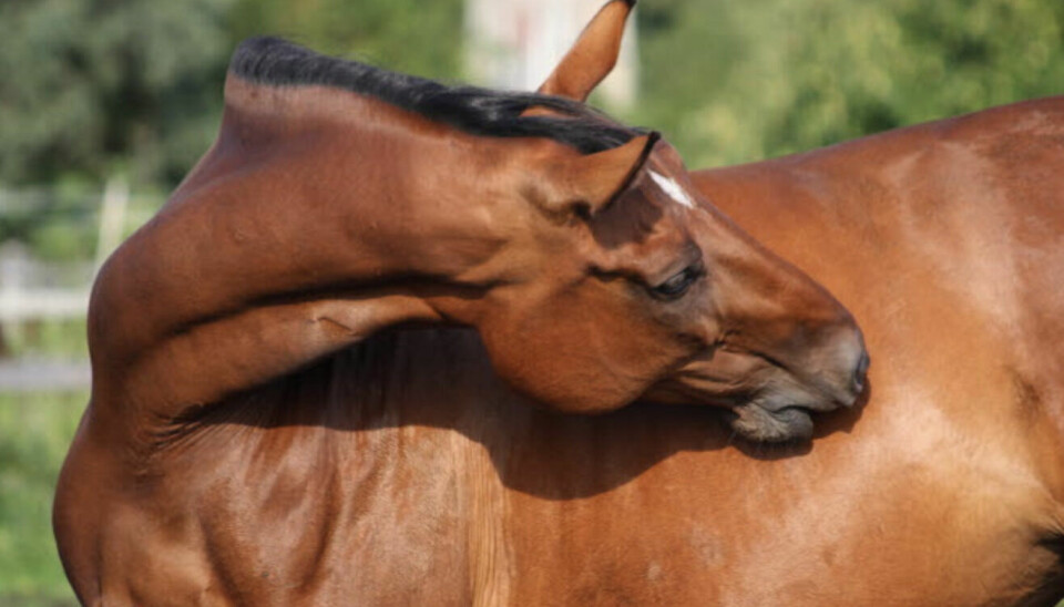 Kan hesten din ha lus: Her forteller vi deg hvordan du kan oppdage det.