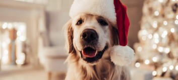 Slik gir du hunden din en fin jul. Men den spiser ikke alt