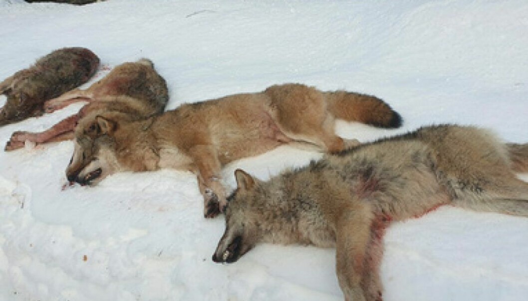 Målet med forføyningen var å stanse ulvejakta fram til lagmannsretten har behandlet ankesaken om Letjenna-vedtaket, hvor disse fire ulvene ble skutt vinteren 2020. Foto: Statens Naturoppsyn / NTB