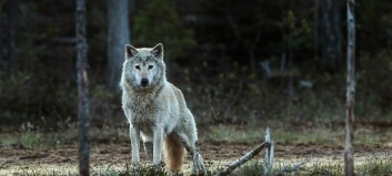 Den norske ulven er utryddet