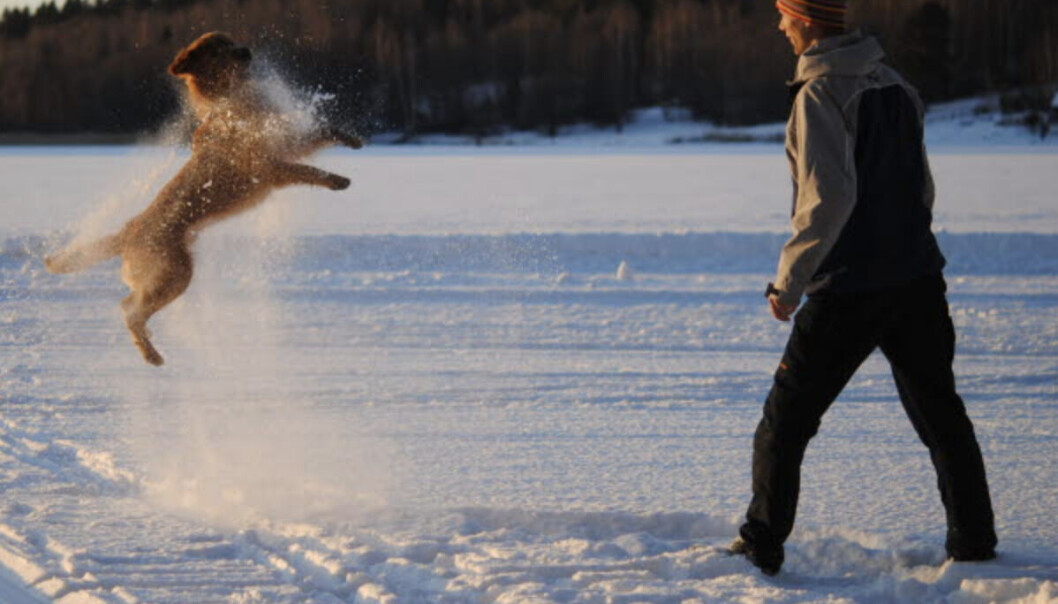 Pass på å gi hunden din en trygg vinter. Pass på å gi hunden din en trygg vinter.