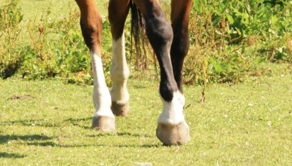 Hestens bein er skjøre og bandasjer er viktig for å unngå samt reparerer skader. Men gjøres det ikke riktig, kan alt bli verre.