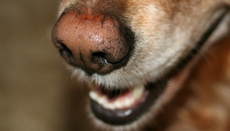Nesemidd hos hund