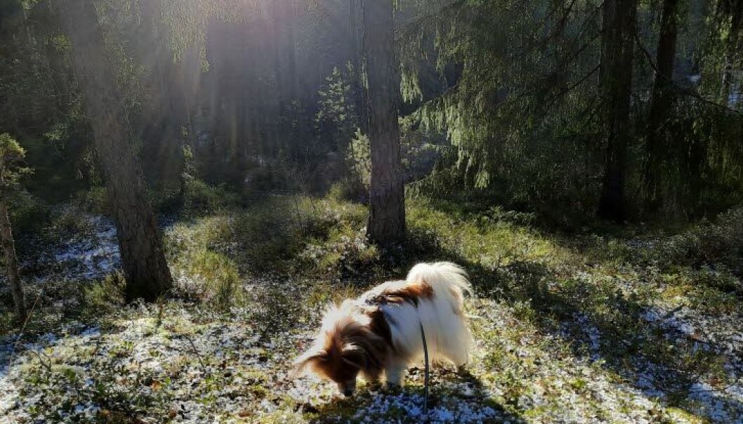 Når hunden din snuser i skogen kan den fort overse hoggormen og bli bitt. Når hunden din snuser i skogen kan den fort overse hoggormen og bli bitt.