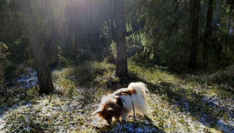 Når hunden din snuser i skogen kan den fort overse hoggormen og bli bitt. Når hunden din snuser i skogen kan den fort overse hoggormen og bli bitt.