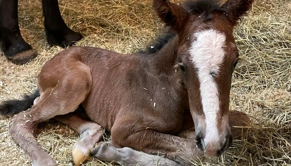 Kaldblodsføllet Braastad Kompis ble reddet av stemor som ammet han etter at han biologiske mor ville sparke han ihjel. (Foto: privat) Kaldblodsføllet Braastad Kompis ble reddet av stemor som ammet han etter at han biologiske mor ville sparke han ihjel. (Foto: privat)