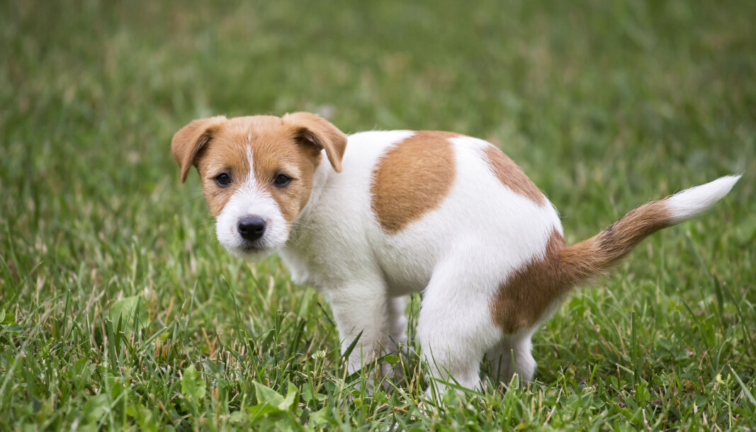 Søt Jack Russell Terrier gjør fra seg Søt Jack Russell Terrier gjør fra seg