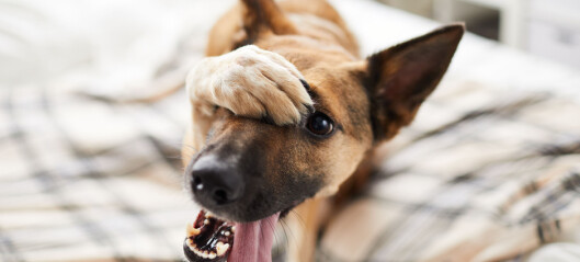 Har hunden din allergi? Sjekk symptomer og hva du kan gjøre