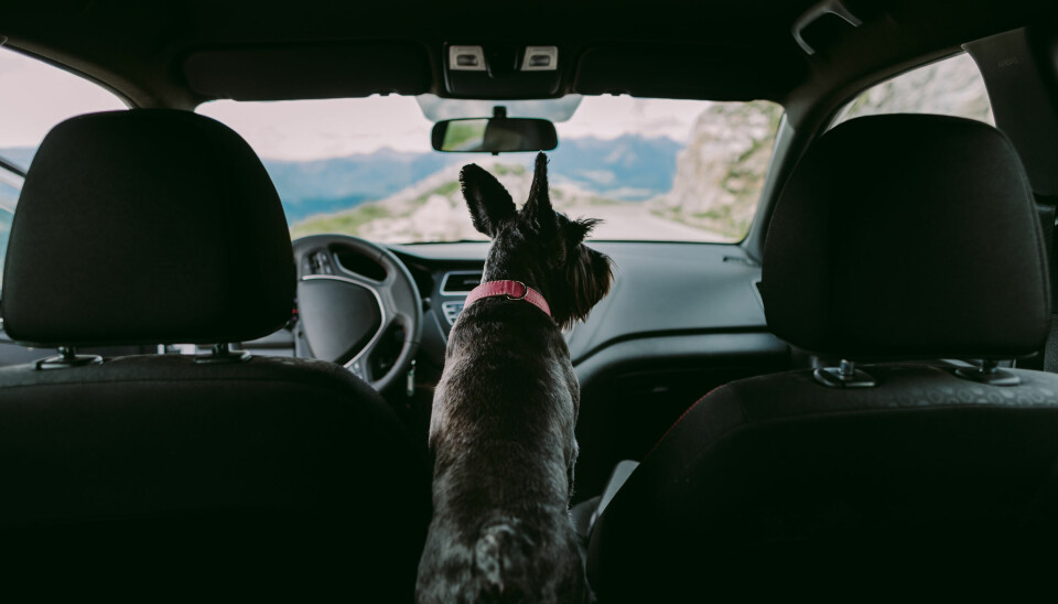 dog travel by car. Cute dog on road trip with mountains view. Family travel with dog