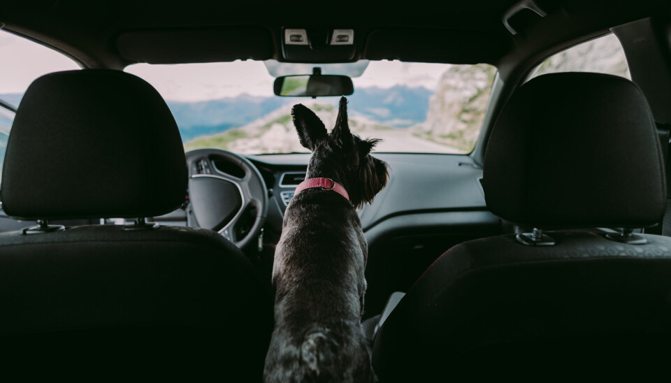 dog travel by car. Cute dog on road trip with mountains view. Family travel with dog dog travel by car. Cute dog on road trip with mountains view. Family travel with dog