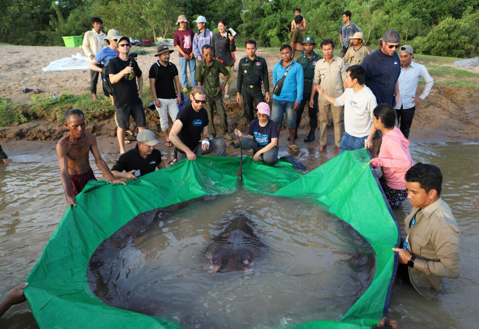 Et team av forskere og fiskere undersøker rekordfisken.