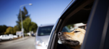 Selv med åpne vinduer kan det bli livsfarlig for hunden din i varm bil