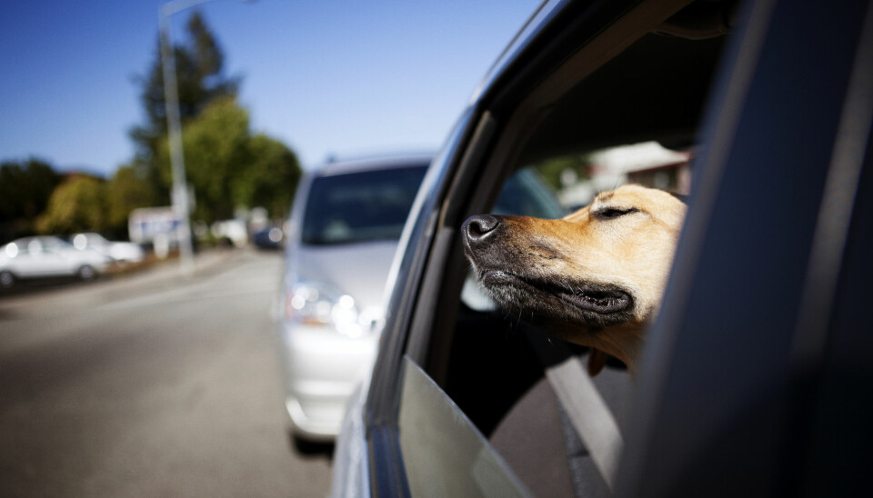 Selv med vinduene opp kan det bli livsfarlig for hunden din på varme dager.