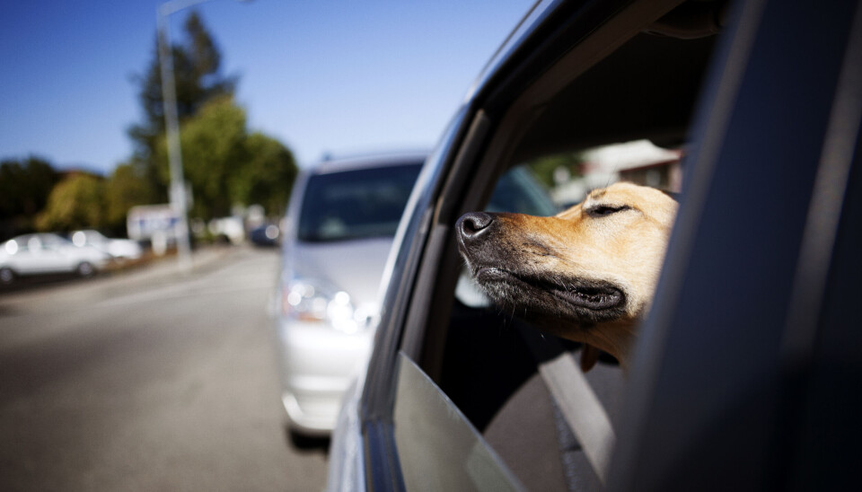 Selv med vinduene opp kan det bli livsfarlig for hunden din på varme dager. Selv med vinduene opp kan det bli livsfarlig for hunden din på varme dager.