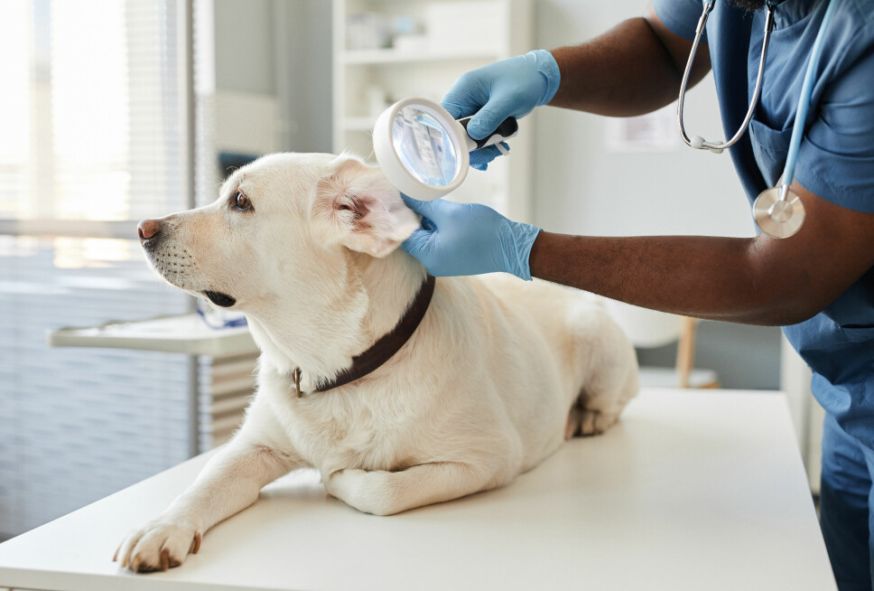 Veterinæren må sjekke at hunden din er frisk før den kan gi blod.