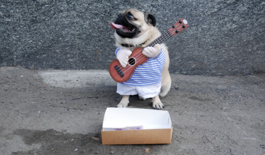 VIDEO: Kan virkelig denne hunden spille ukulele?