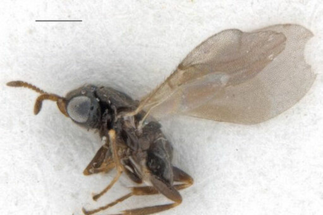 En parasittveps som angriper flått, er for første gang påvist i Norge. Vepsen utvikler seg inne i blodfulle flått og eter dem opp fra innsiden. Ixodiphagus hookeri er en veldig liten veps, under 1 mm lang og med et vingespenn på høyst 1,5 mm