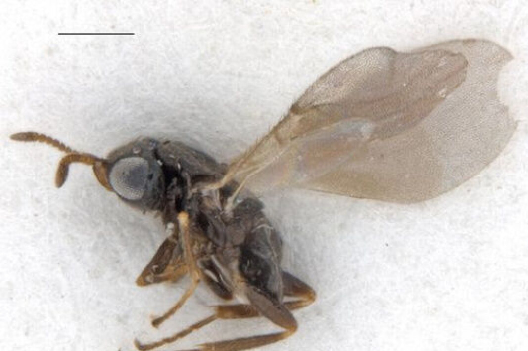 En parasittveps som angriper flått, er for første gang påvist i Norge. Vepsen utvikler seg inne i blodfulle flått og eter dem opp fra innsiden. Ixodiphagus hookeri er en veldig liten veps, under 1 mm lang og med et vingespenn på høyst 1,5 mm En parasittveps som angriper flått, er for første gang påvist i Norge. Vepsen utvikler seg inne i blodfulle flått og eter dem opp fra innsiden. Ixodiphagus hookeri er en veldig liten veps, under 1 mm lang og med et vingespenn på høyst 1,5 mm