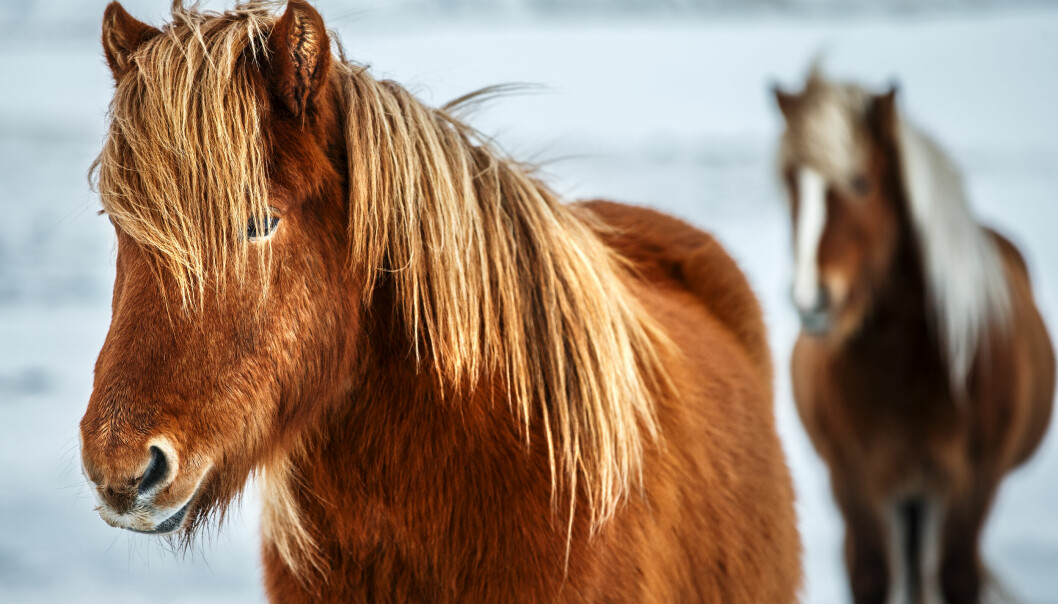Svarta og Svarten er ikke lenger populære hestenavn. Se listen over de mest populære.