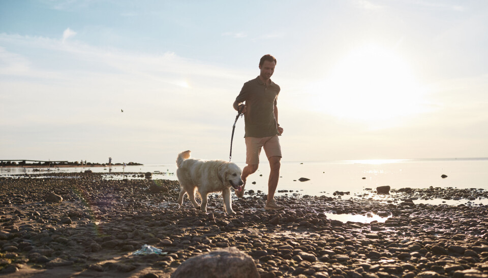 Løper man med halsbåpnd og lenke bør ikke hunden dra for mye med heller løpe ved fot. Det beste for en hund som trekker, er sele.