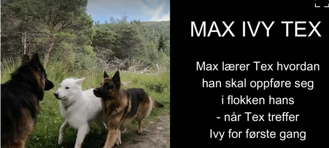 Schæferen Max tar nok en hund inn i flokken