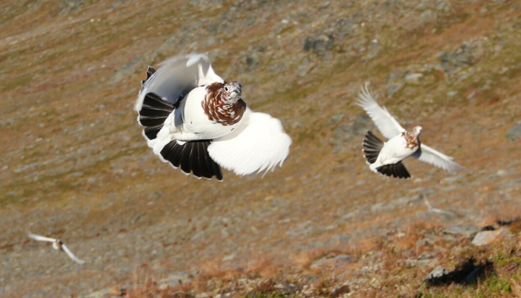 Mindre ryper i fjellet. Mindre ryper i fjellet.