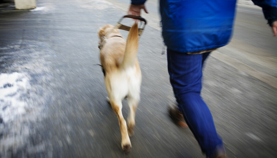 .Hundetrener trener hunden Abbe for Norges Blindeforbund. Hvert år trener de hunder som går ut til blinde og synshemmede i Norge. Foto: Kyrre Lien / NTB