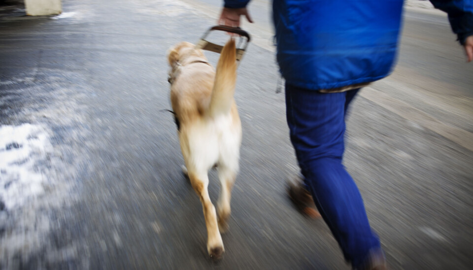 .Hundetrener trener hunden Abbe for Norges Blindeforbund. Hvert år trener de hunder som går ut til blinde og synshemmede i Norge. Foto: Kyrre Lien / NTB .Hundetrener trener hunden Abbe for Norges Blindeforbund. Hvert år trener de hunder som går ut til blinde og synshemmede i Norge. Foto: Kyrre Lien / NTB