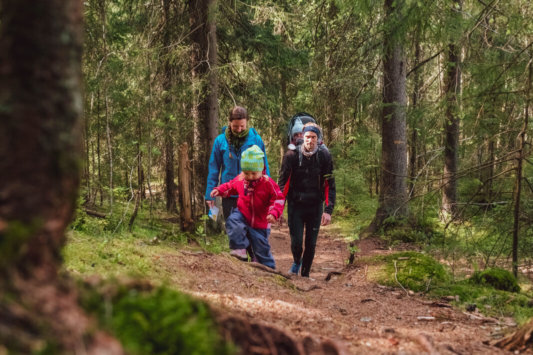 Familie som går på orientering i Oslomarka Familie som går på orientering i Oslomarka