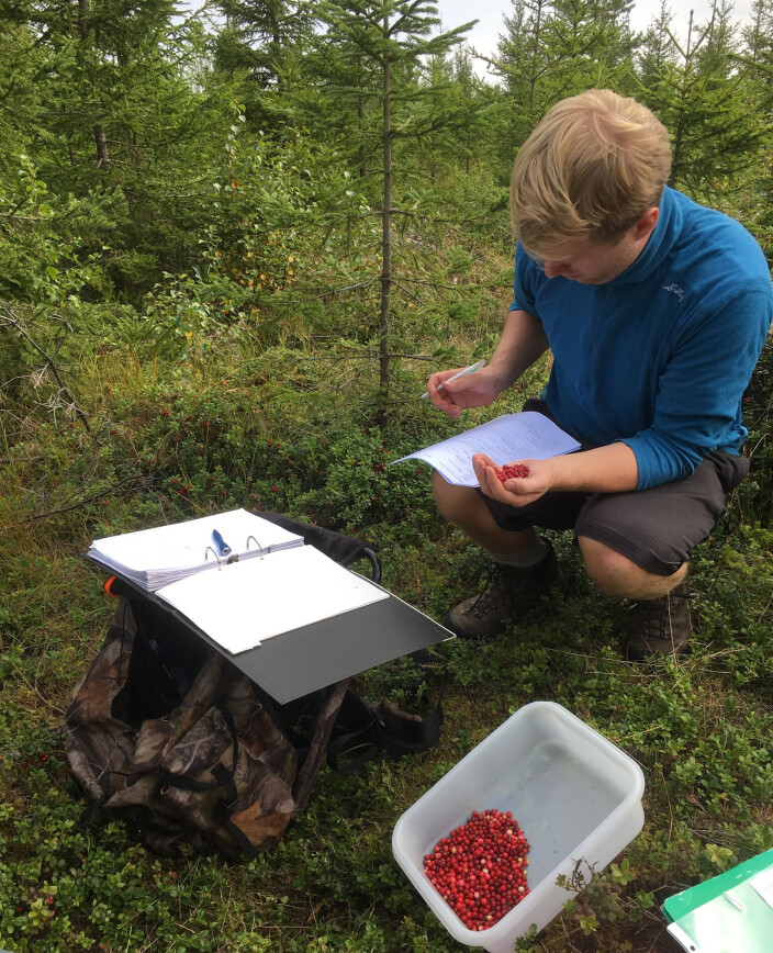 Stipendiat Mathias Amundsen er ute i et av skogsfeltene. Her registrerer og teller han bærene. Foto: Kjersti Aaby/Nofima Stipendiat Mathias Amundsen er ute i et av skogsfeltene. Her registrerer og teller han bærene. Foto: Kjersti Aaby/Nofima