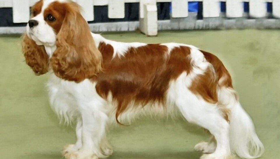 Denne rasen kan det ikke lenger avles på i Norge. cavalier king charles. Denne rasen kan det ikke lenger avles på i Norge. cavalier king charles.
