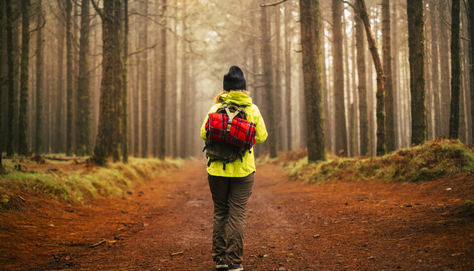 Å vandre i skogen, en spasertur er ikke bare bra for den fysiske helsen, men også den psykiske.(Foto: Envato)