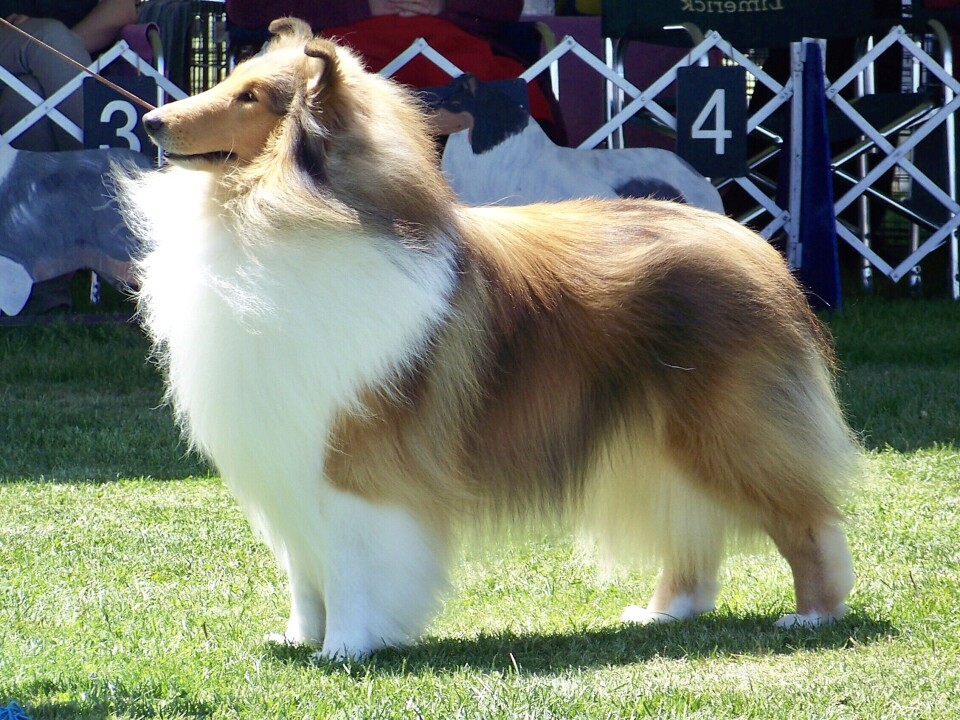 HUNDEDOMMERE SVARTELISTET