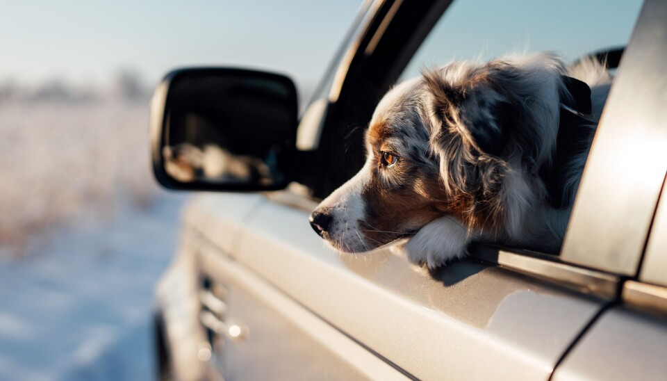 Pass på hunden i bil i kulda