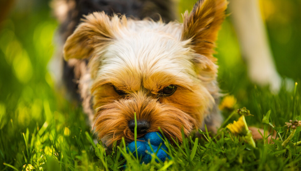 Cute Yorkshire Terrier dog portrait in the grass on sunny day background