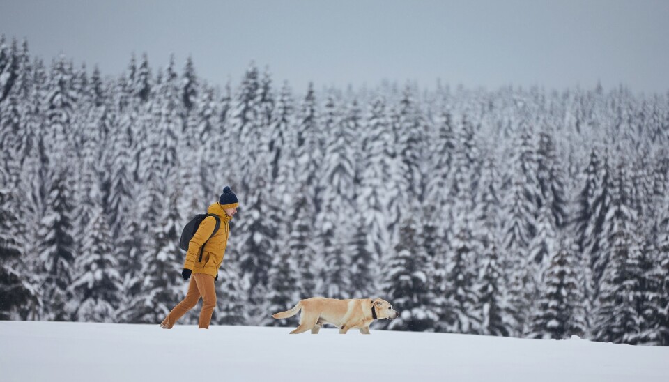 Kulde og norsk natur hører sammen. Det har vært unormalt med snø i høyere strøk denne vinteren, nå senest med nesten 40cm nysnø i fjellet.