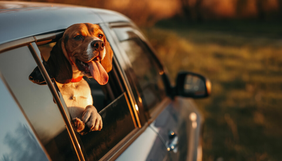 Varm bil og innestengt hund kan fort bli skjebnesvangert.