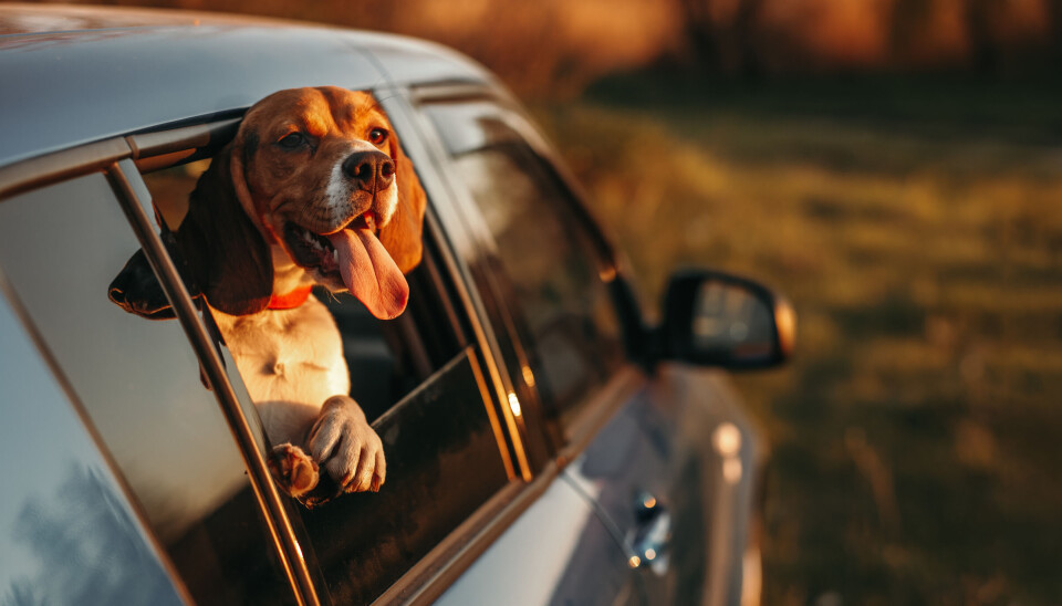 Varm bil og innestengt hund kan fort bli skjebnesvangert. Varm bil og innestengt hund kan fort bli skjebnesvangert.